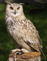 eagle owl 377192 960 720